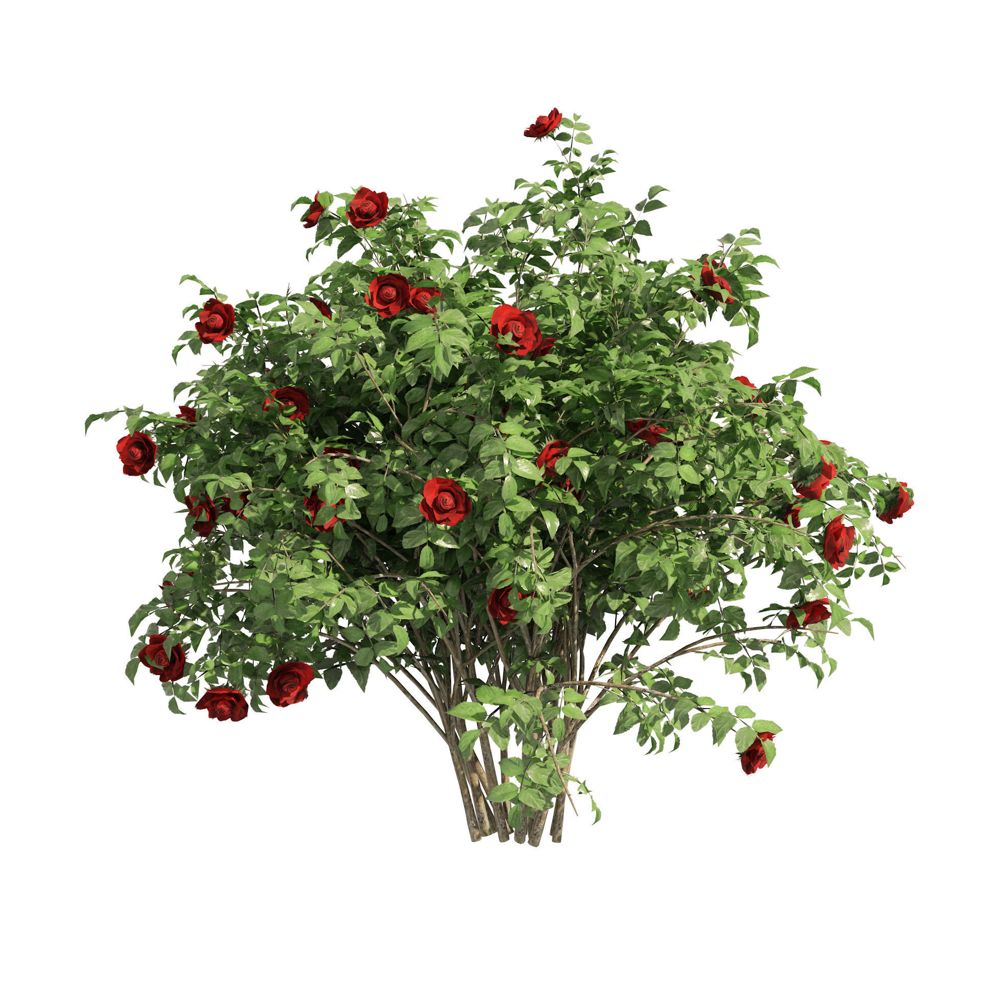 3 Red Rose Flower Bush Low Poly Low-poly 3D model_2