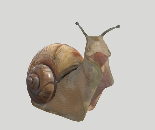 Snail Animated Free low-poly 3D model