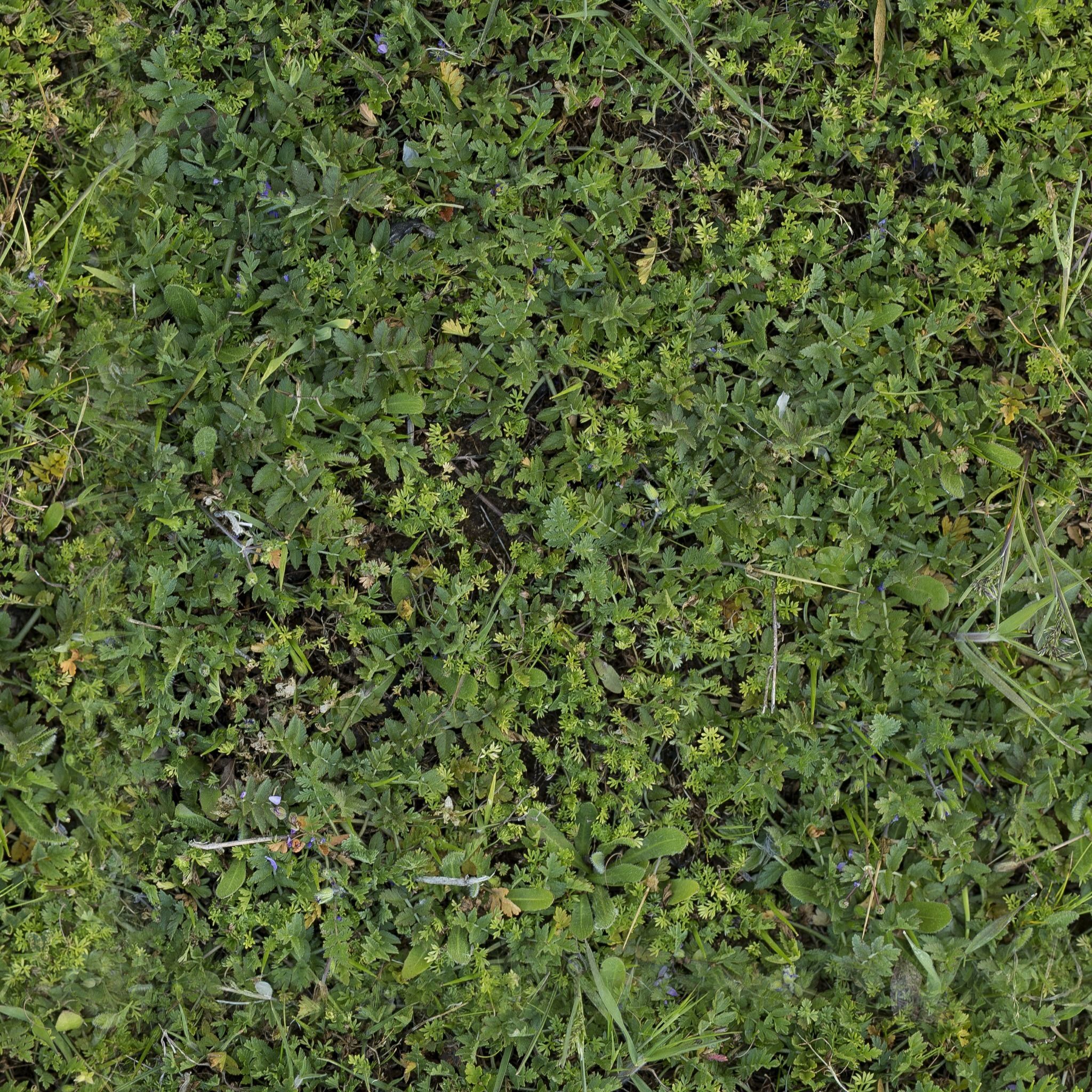 Low Vegetation 4 Texture_3