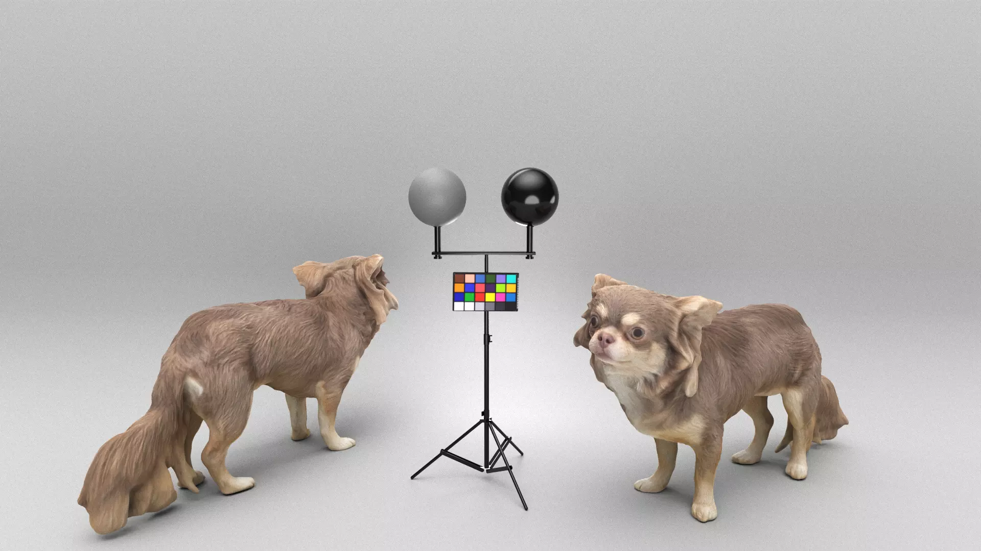 Chihuahua dog 24 Low-poly 3D model_0