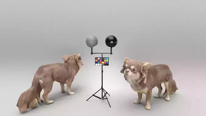 Chihuahua dog 24 Low-poly 3D model
