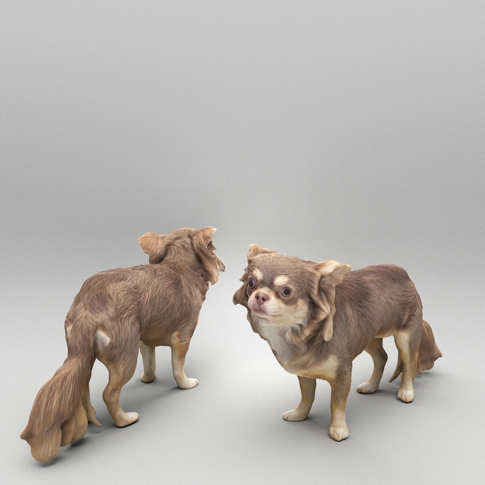Chihuahua dog 24 Low-poly 3D model_2