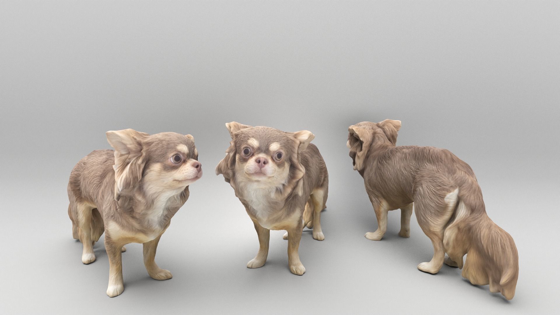 Chihuahua dog 24 Low-poly 3D model_3