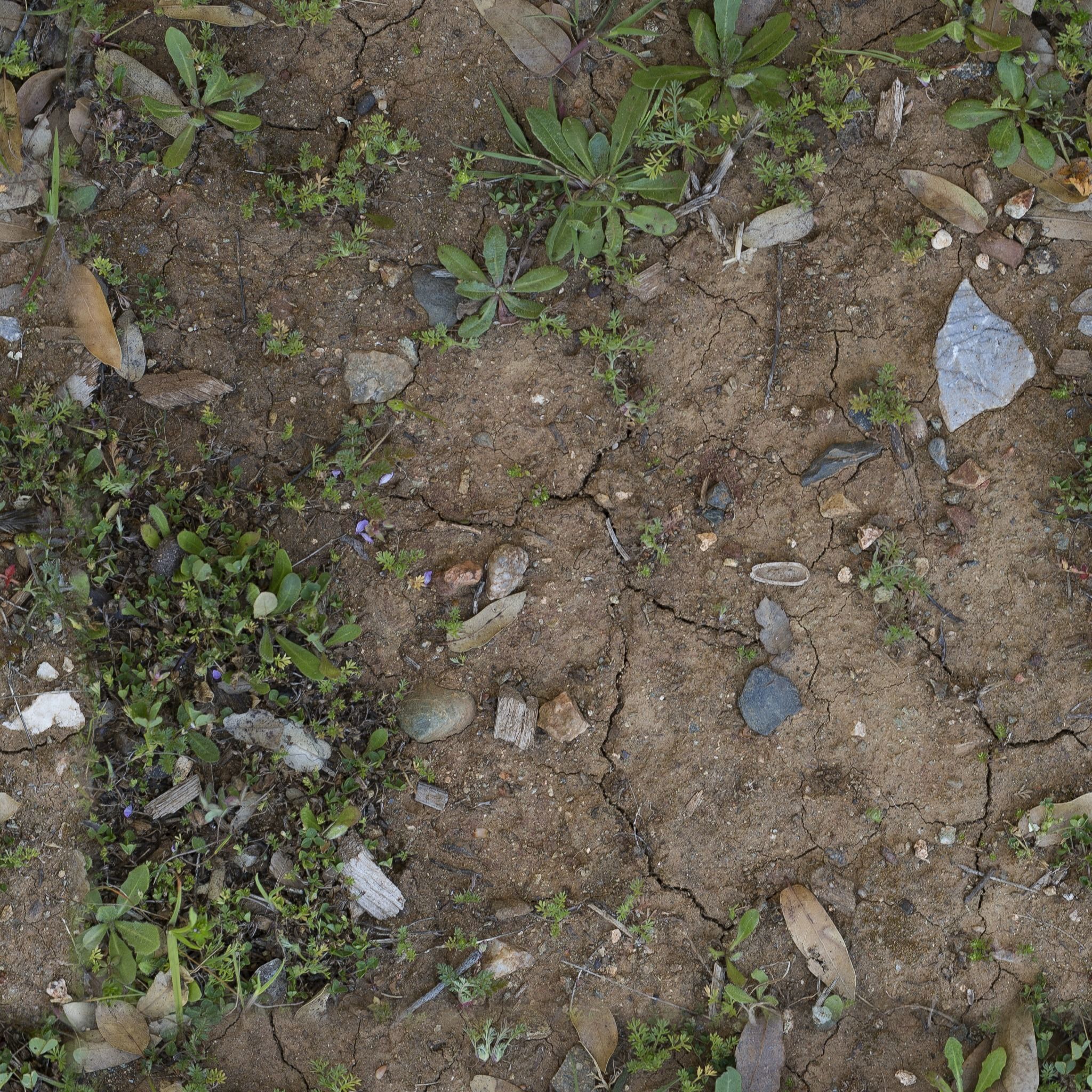 Low Vegetation 5 Texture_3