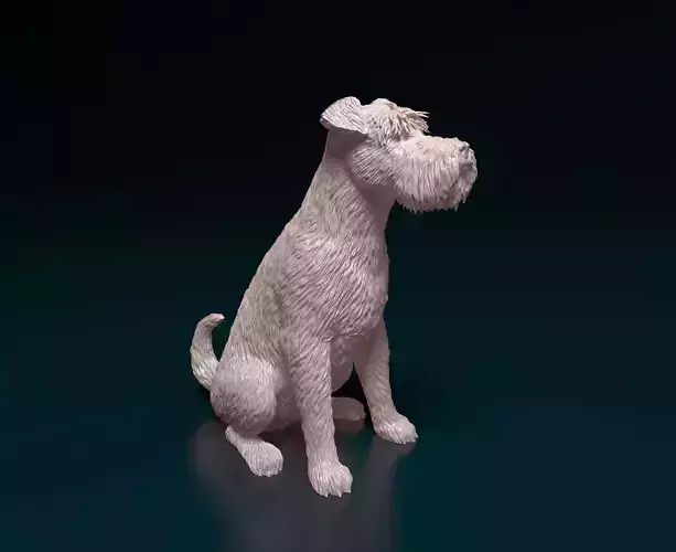 Zwergschnauzer sitting