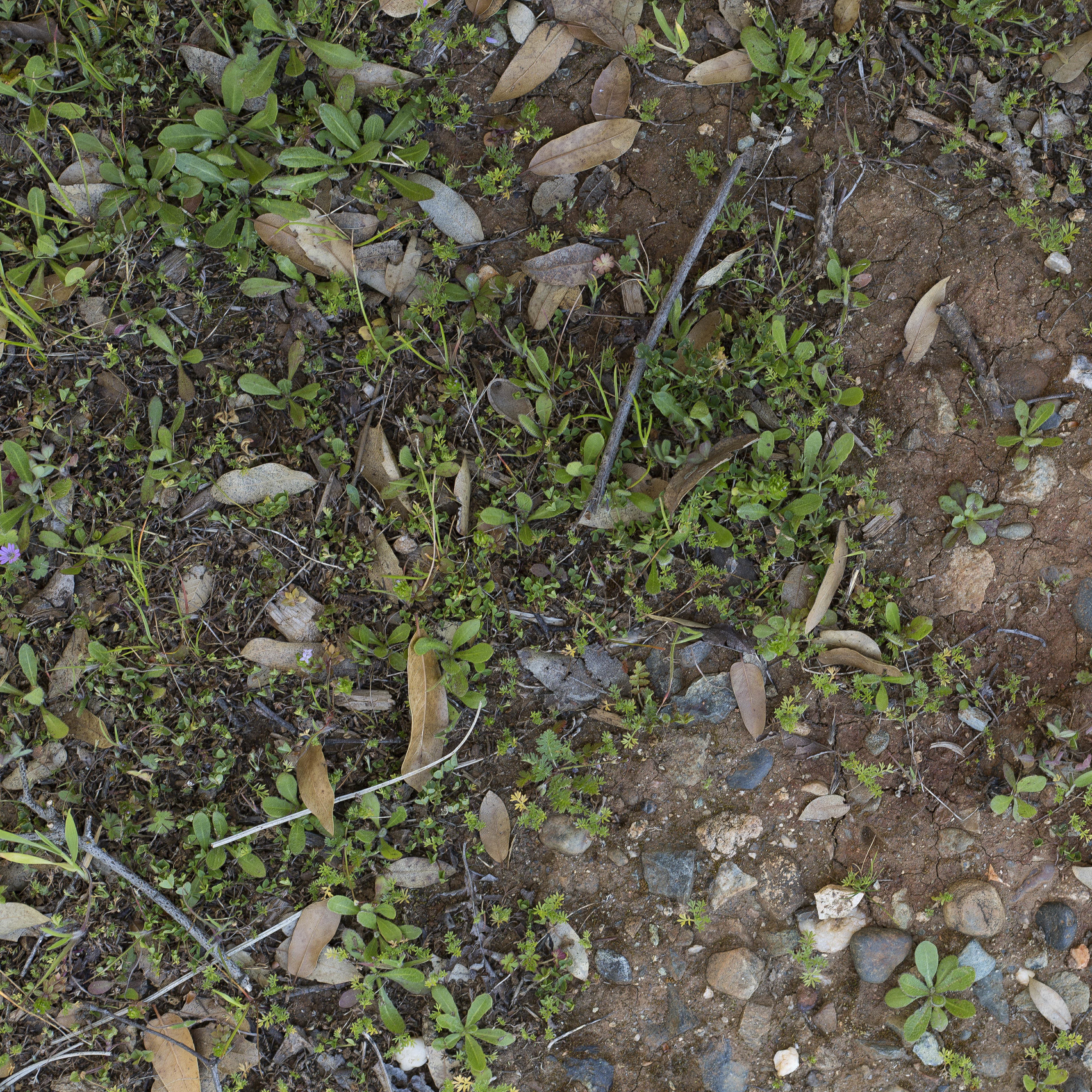 Low Vegetation 6 Texture_4