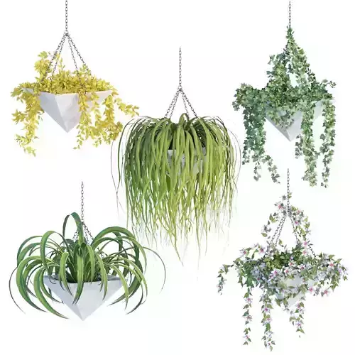 Hanging plant indoor collection vol 46 3D model