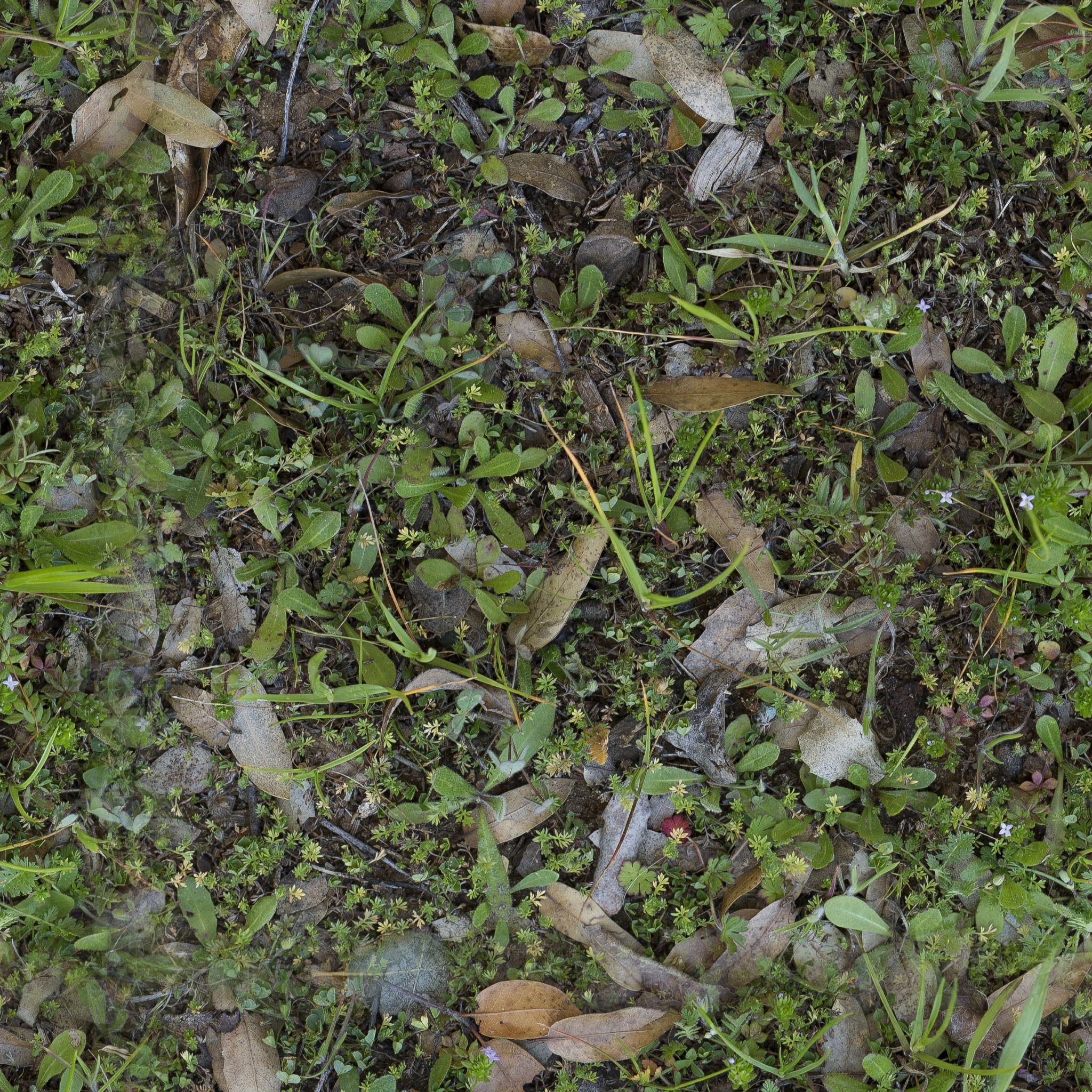 Low Vegetation 7 Texture_1