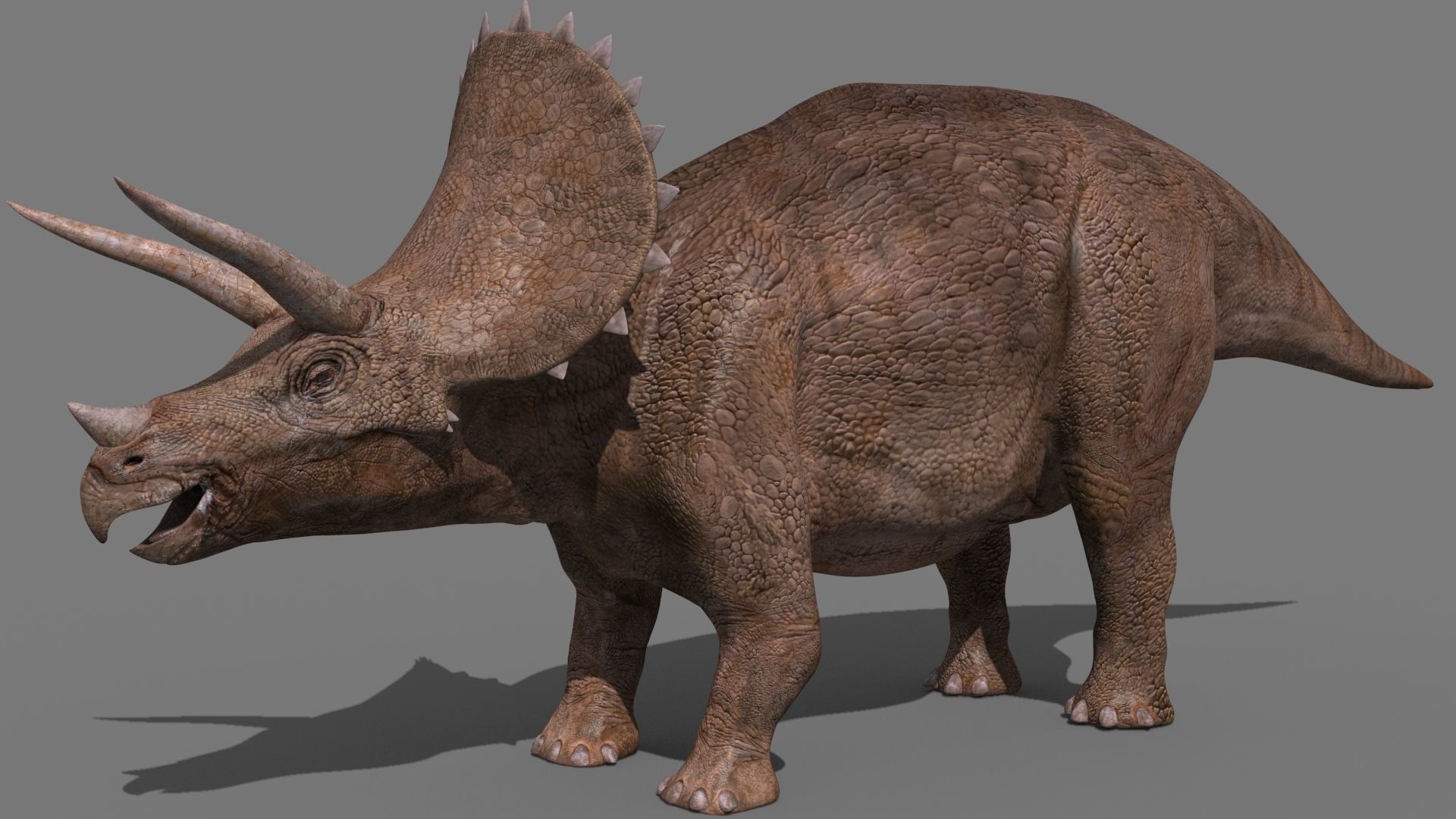 Triceratops Tribute - 8K 3D model_11