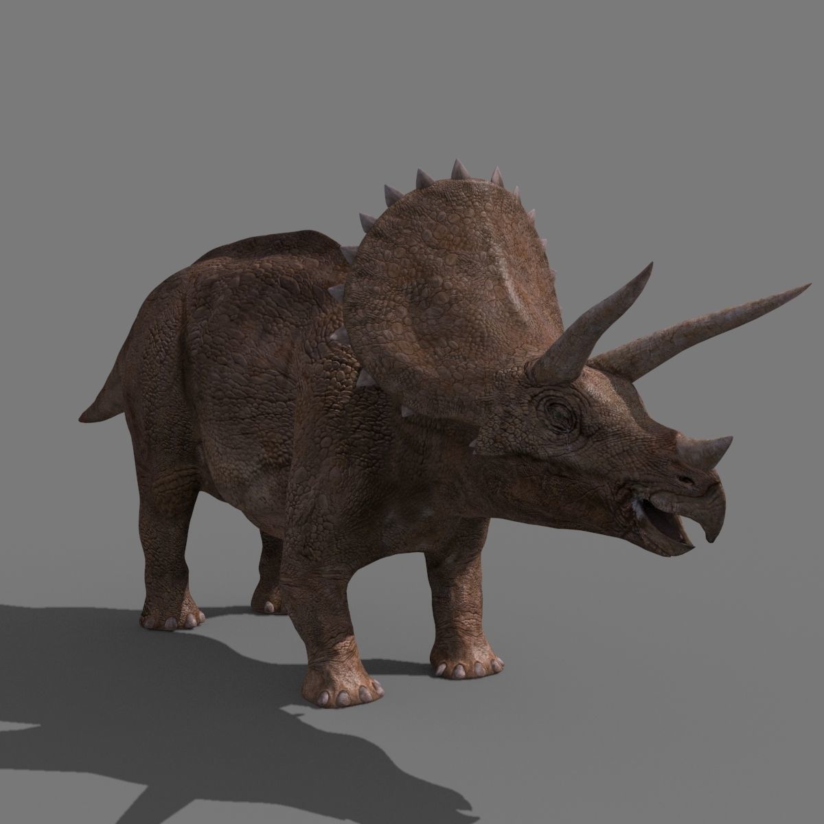 Triceratops Tribute - 8K 3D model_17
