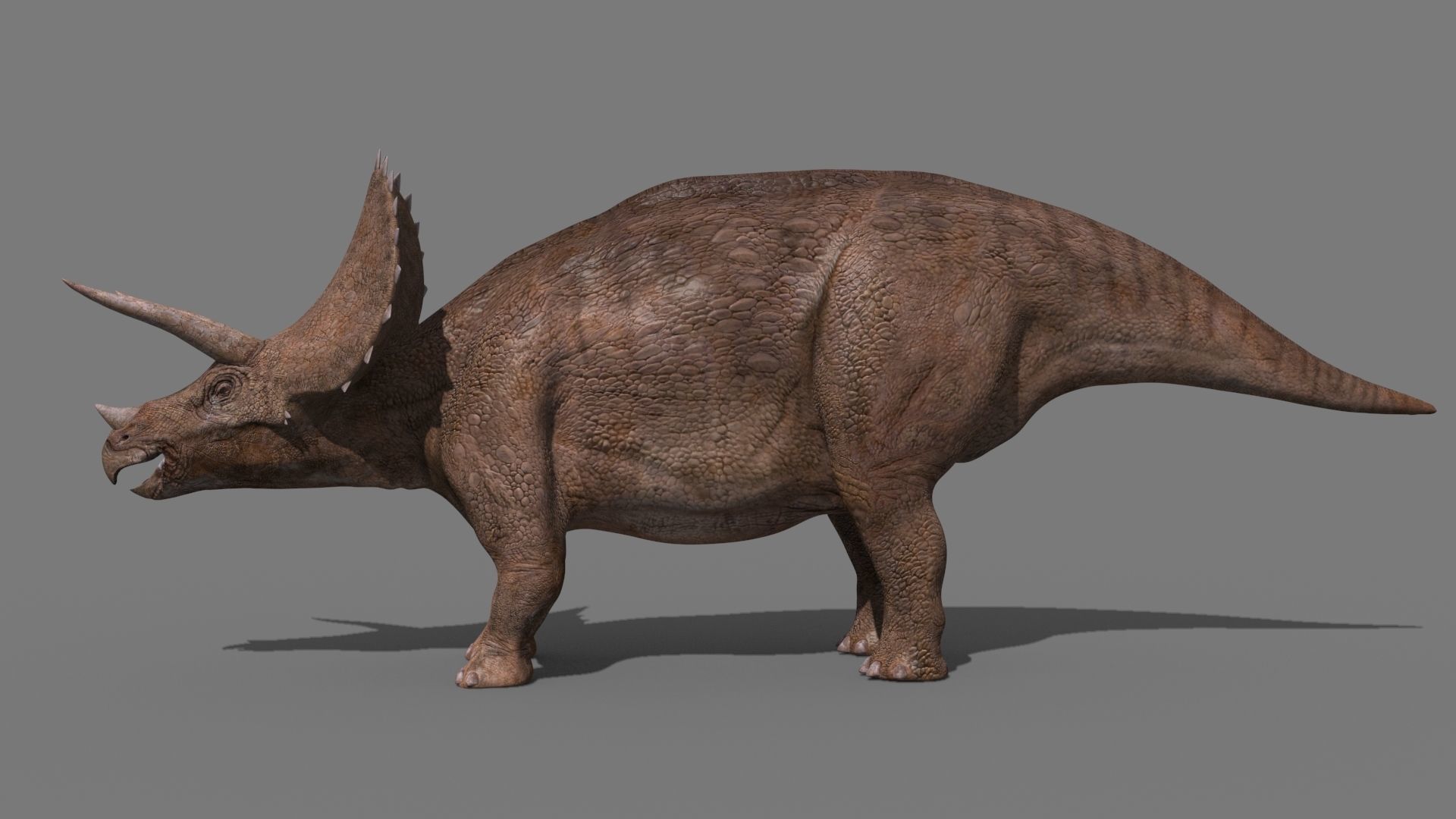 Triceratops Tribute - 8K 3D model_8