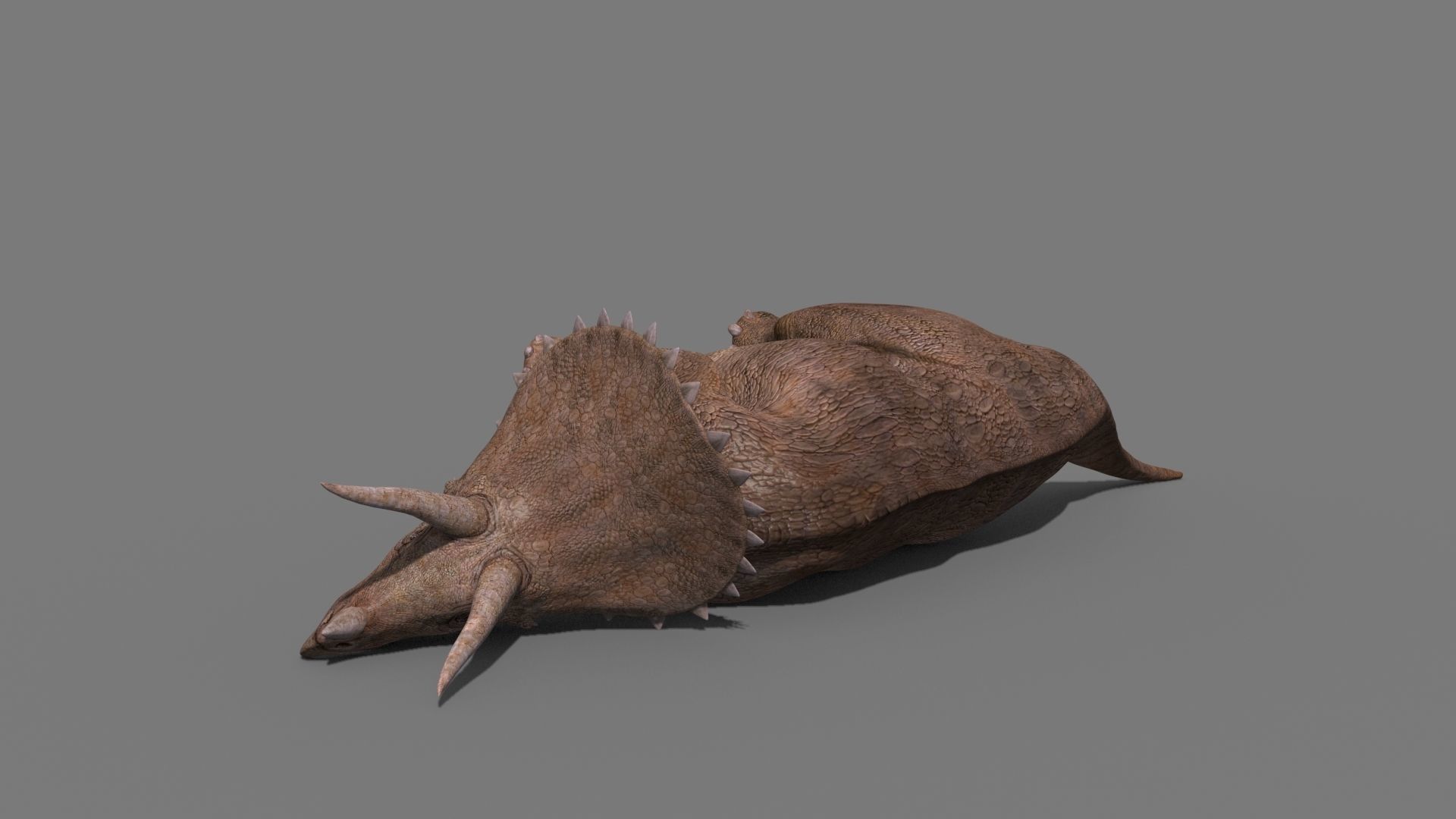 Triceratops Tribute - 8K 3D model_20