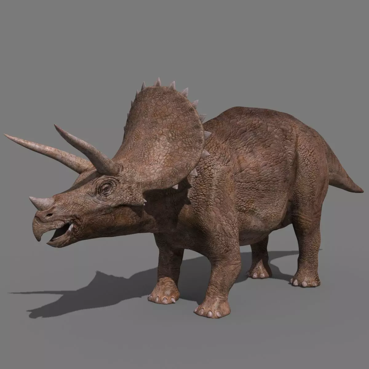 Triceratops Tribute - 8K 3D model_0