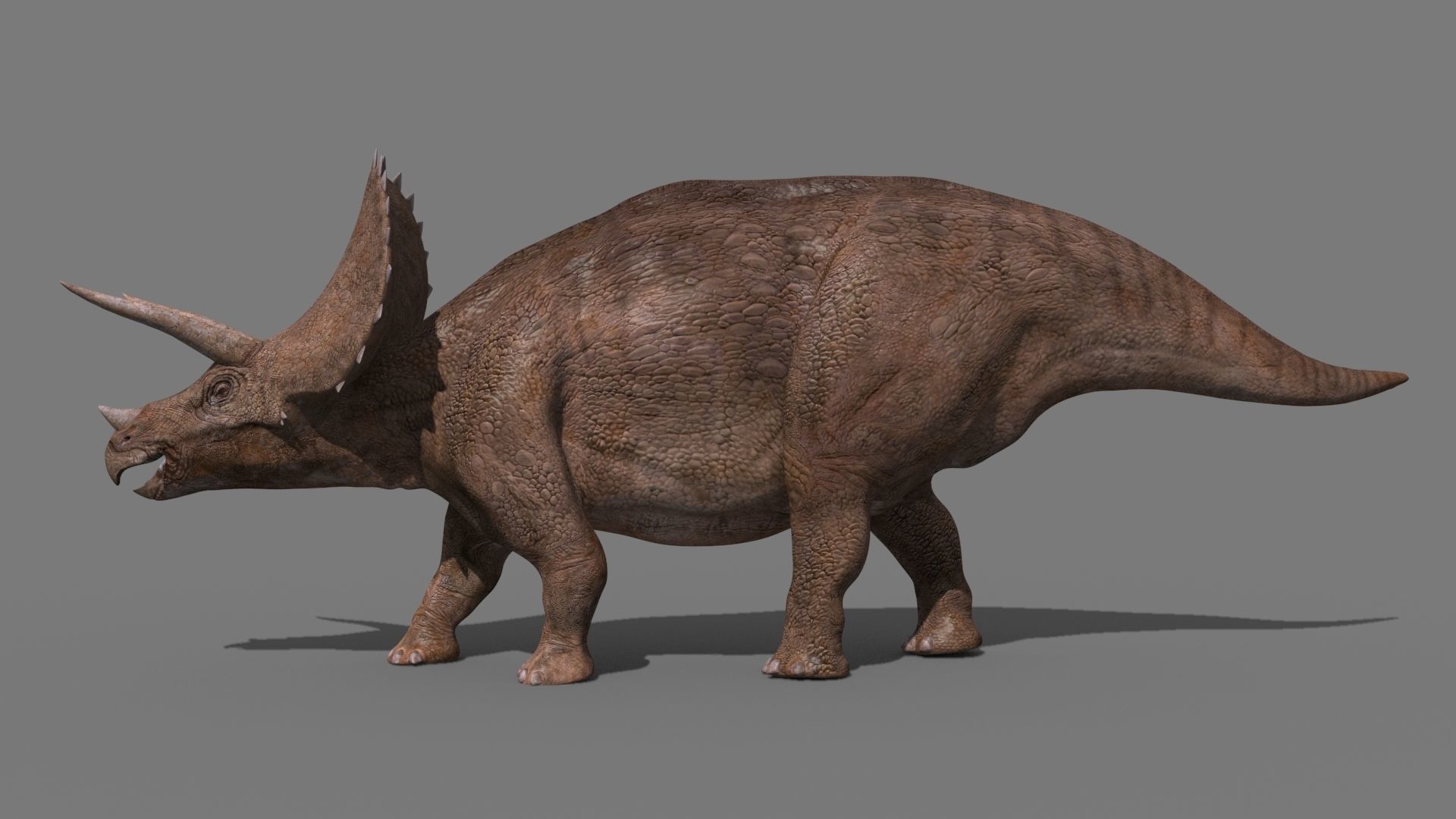 Triceratops Tribute - 8K 3D model_10