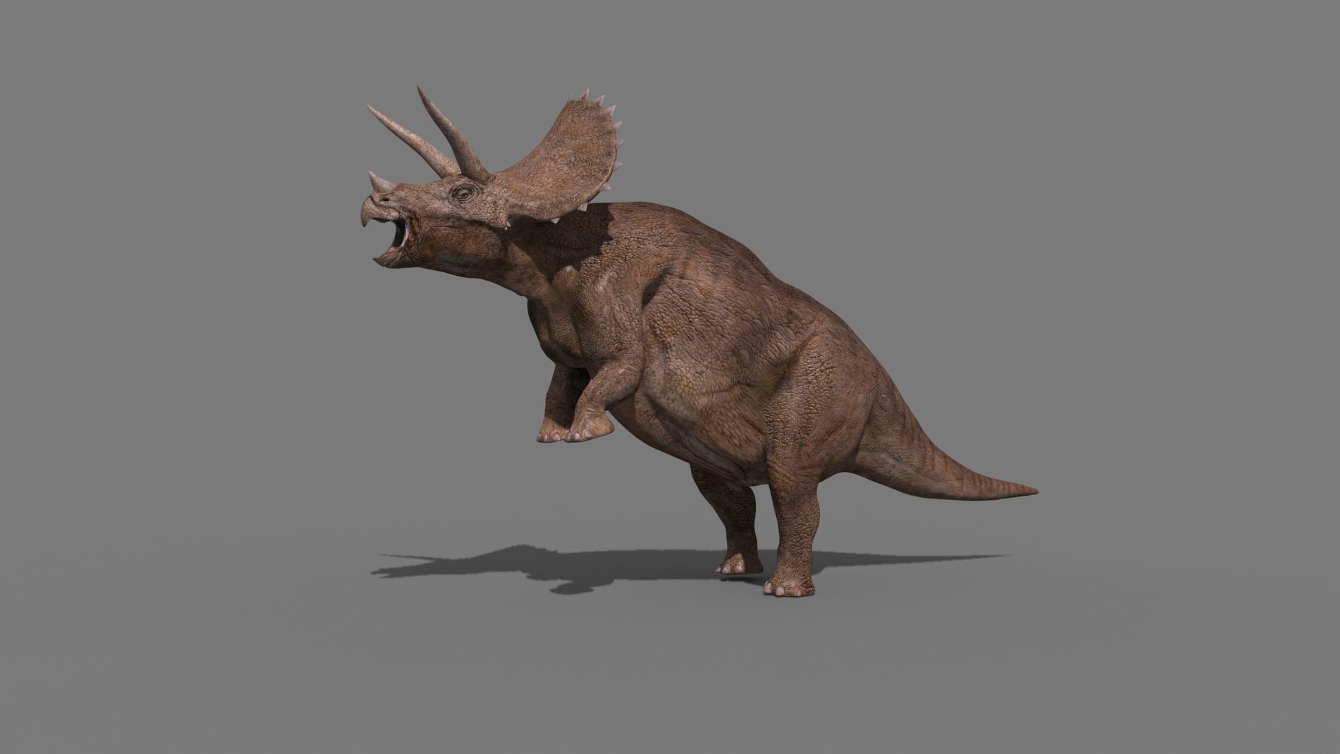 Triceratops Tribute - 8K 3D model_19