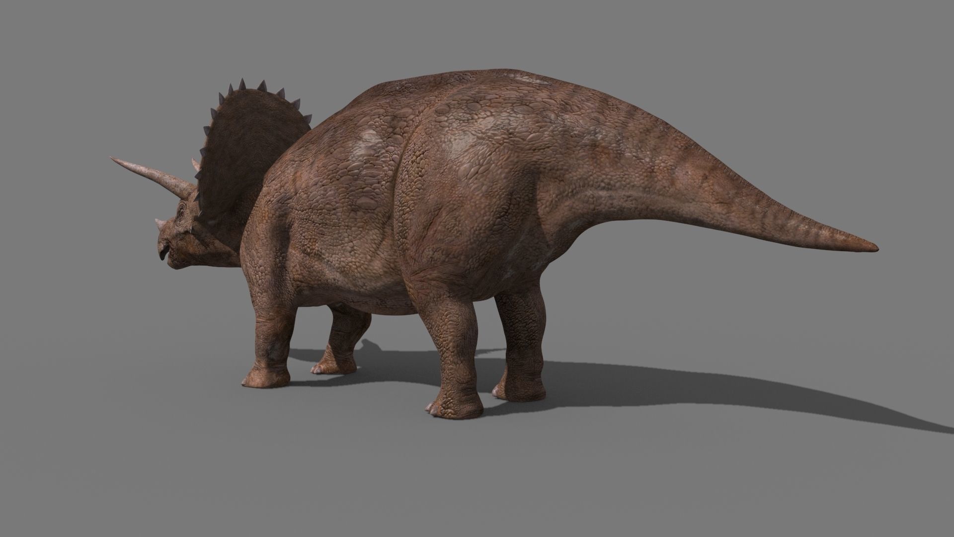 Triceratops Tribute - 8K 3D model_14