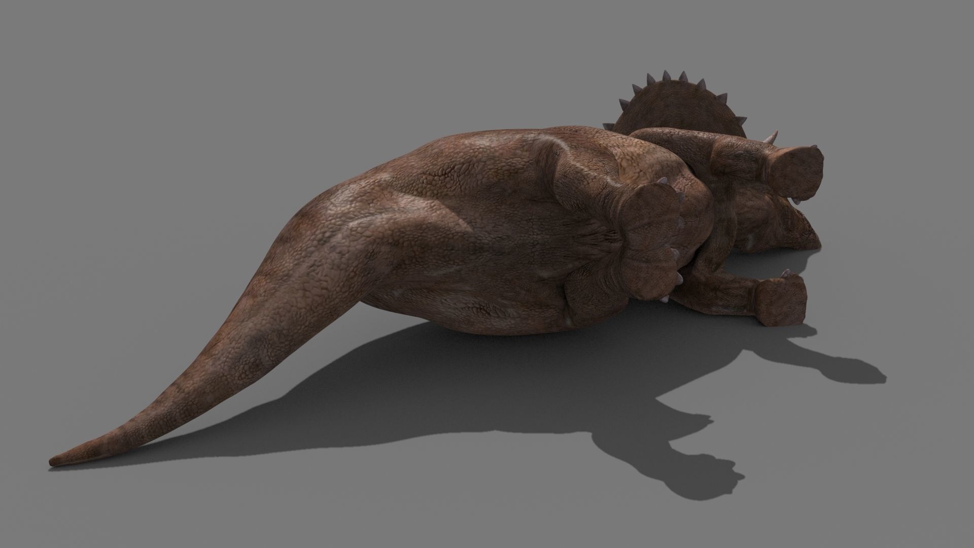 Triceratops Tribute - 8K 3D model_22