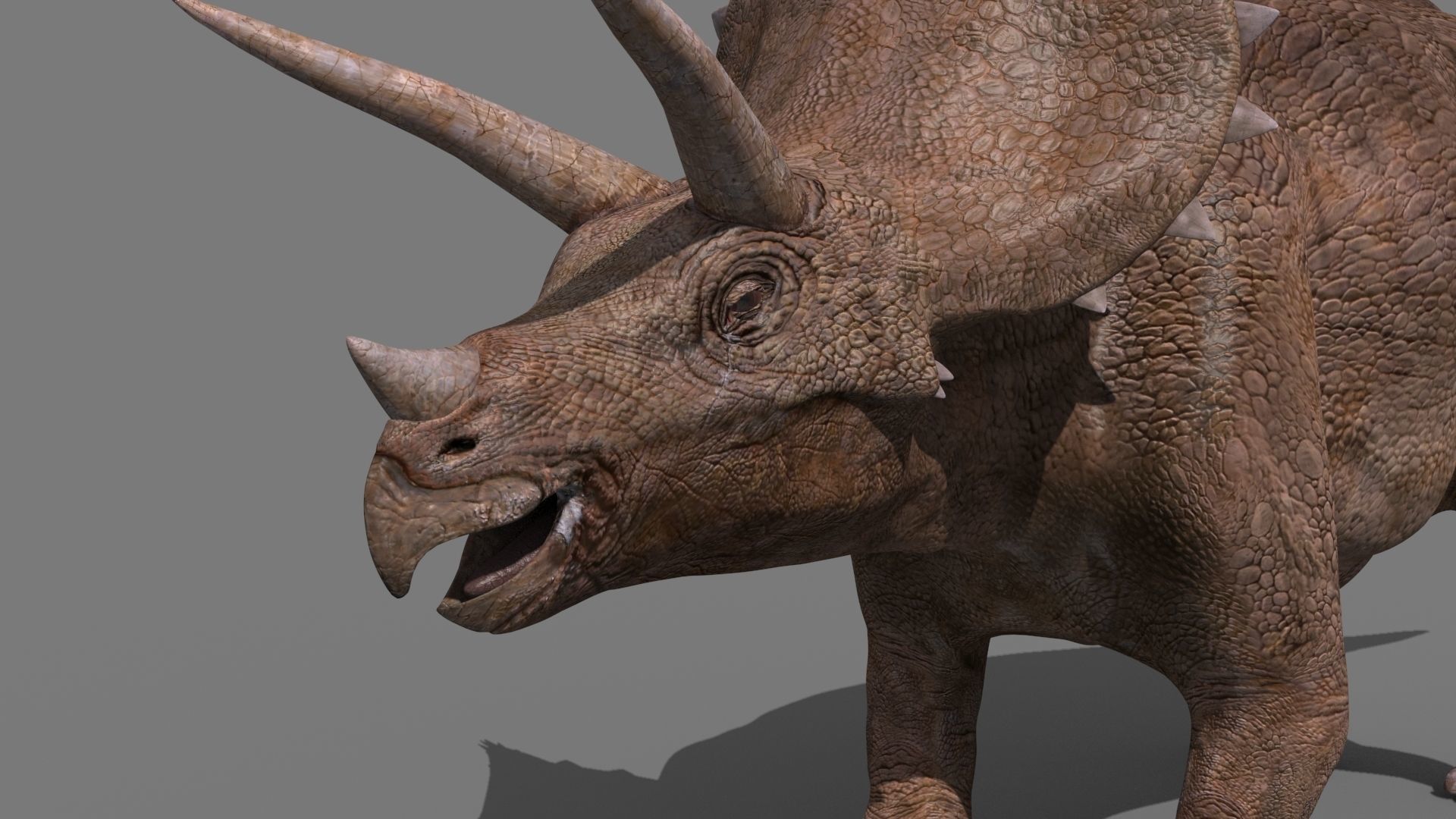 Triceratops Tribute - 8K 3D model_13