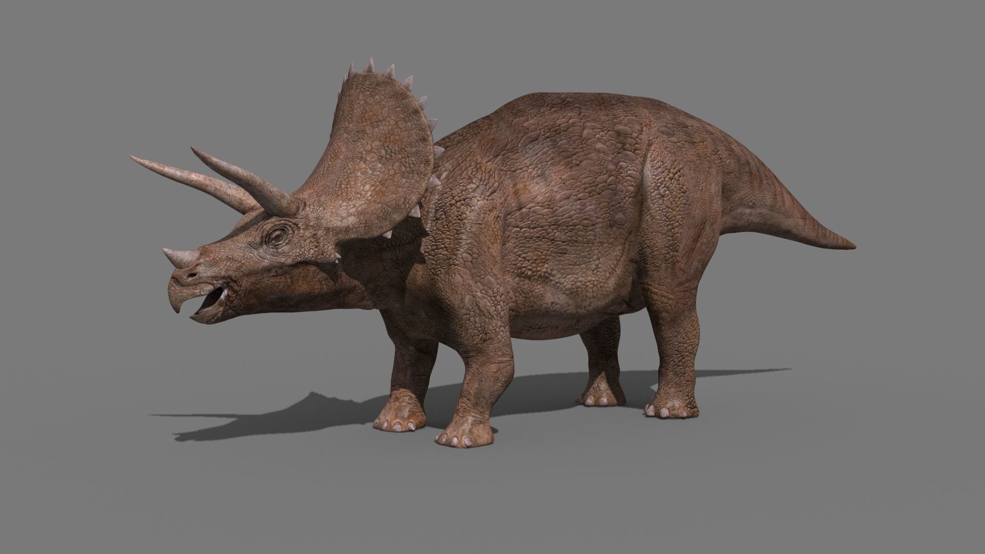 Triceratops Tribute - 8K 3D model_31