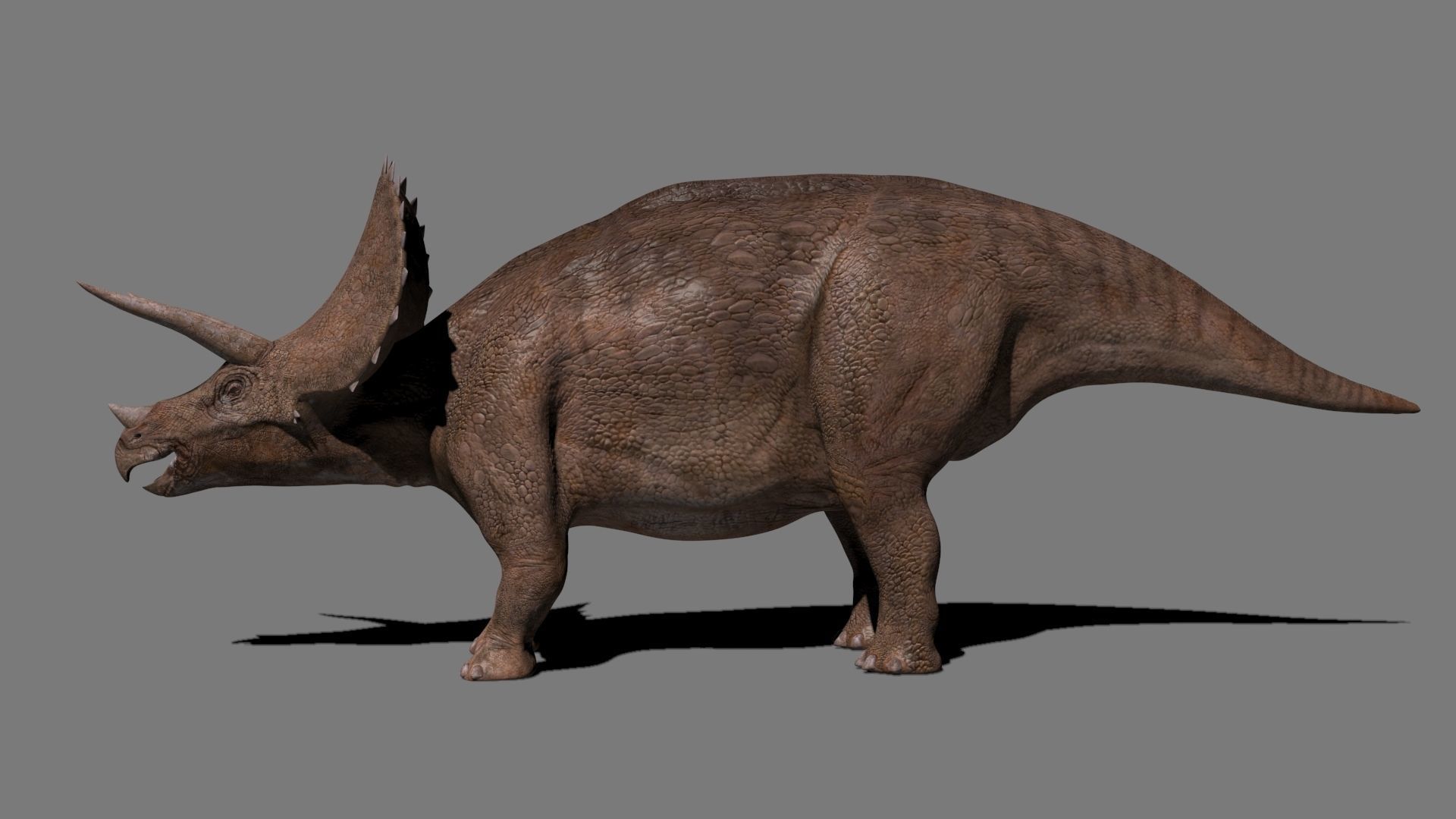 Triceratops Tribute - 8K 3D model_9