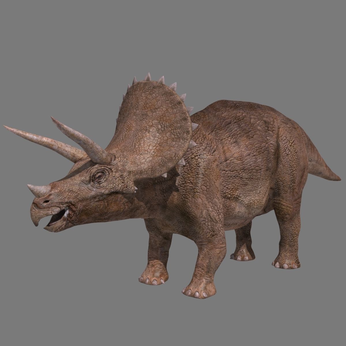 Triceratops Tribute - 8K 3D model_7