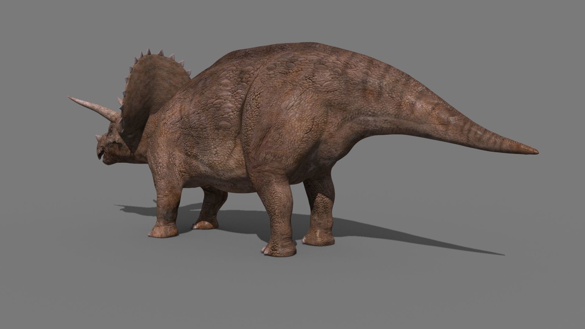 Triceratops Tribute - 8K 3D model_15