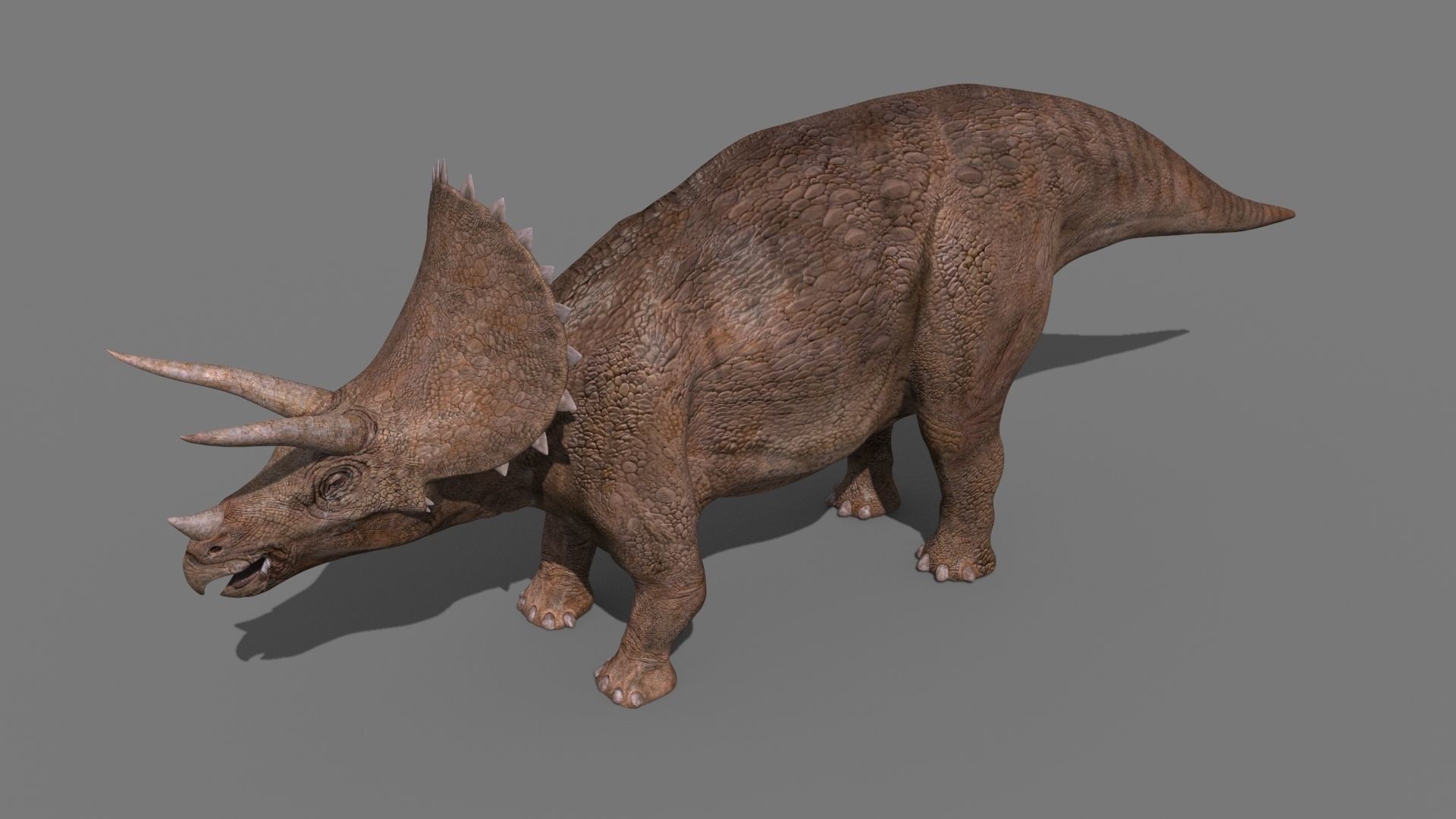Triceratops Tribute - 8K 3D model_12