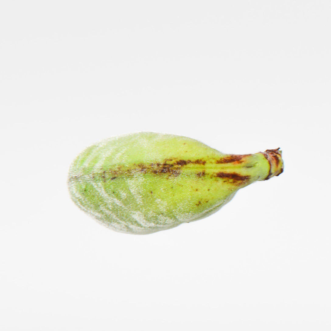 Bean pod 3D model_7