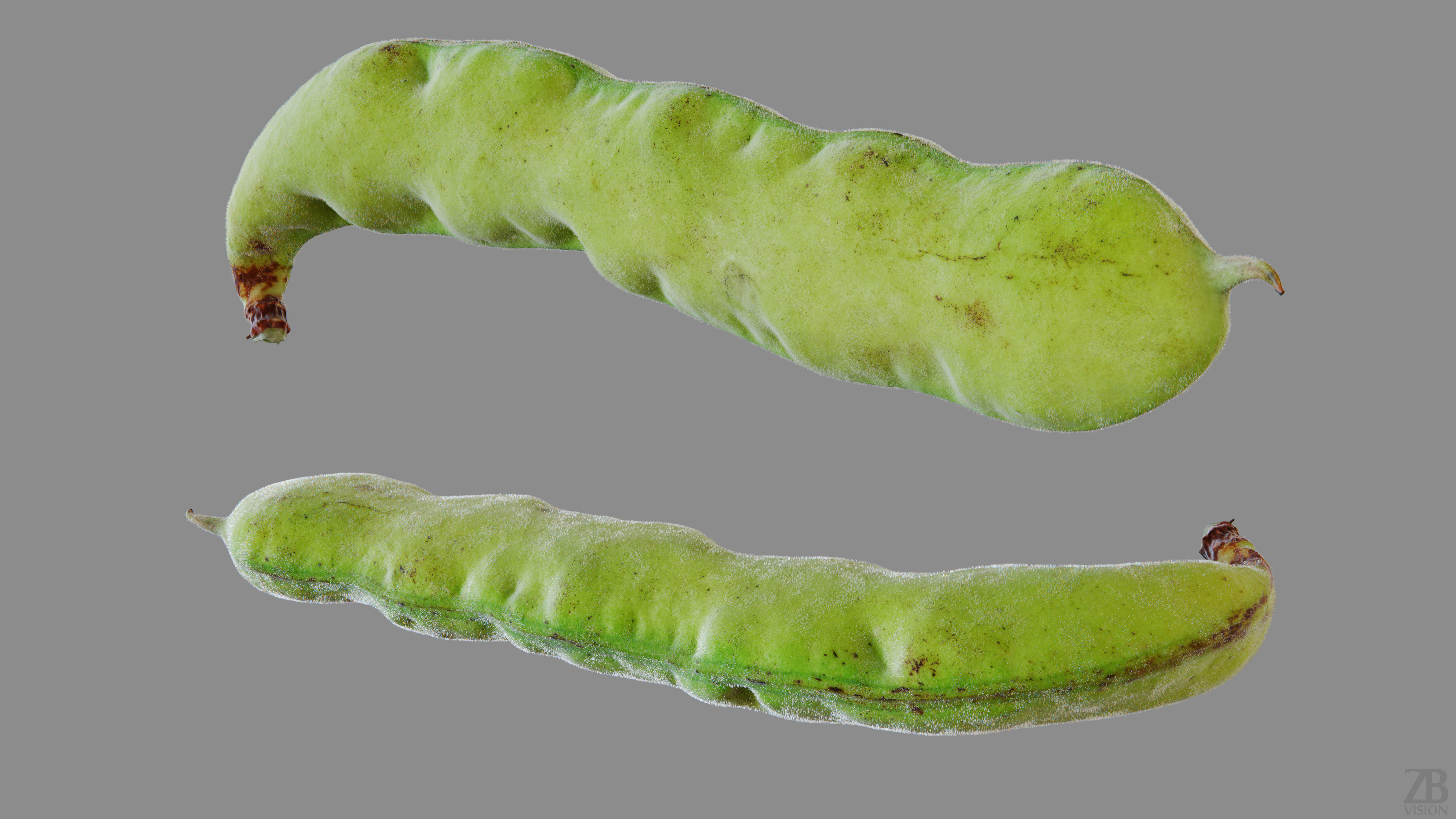 Bean pod 3D model_13