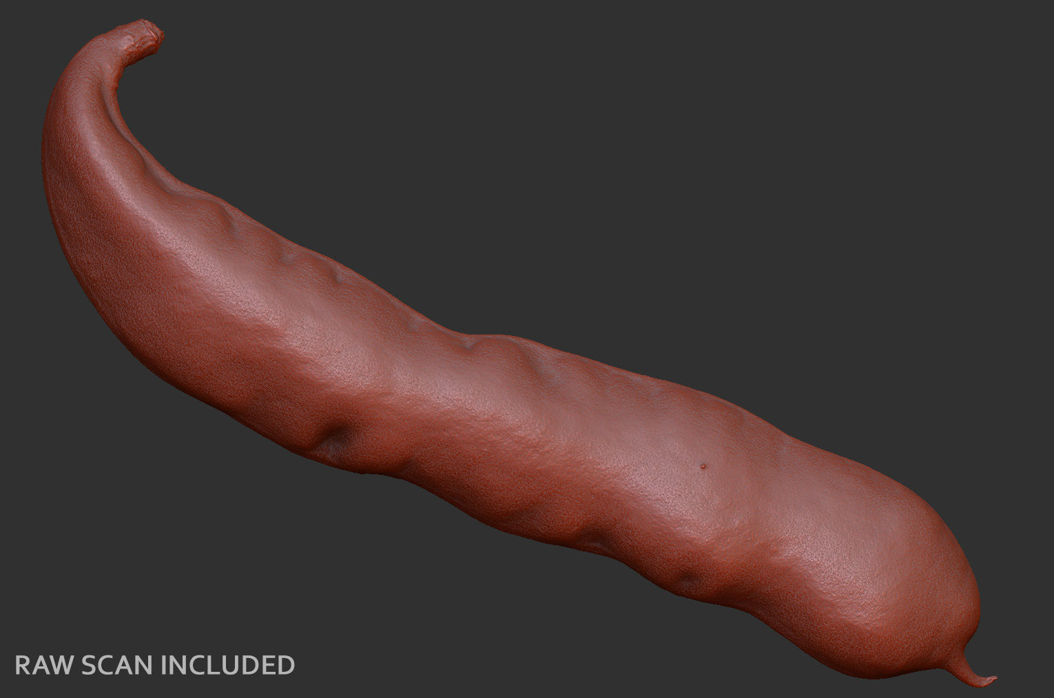 Bean pod 3D model_11