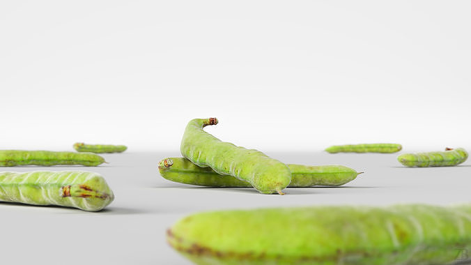 Bean pod 3D model 2