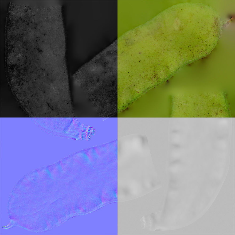 Bean pod 3D model_12