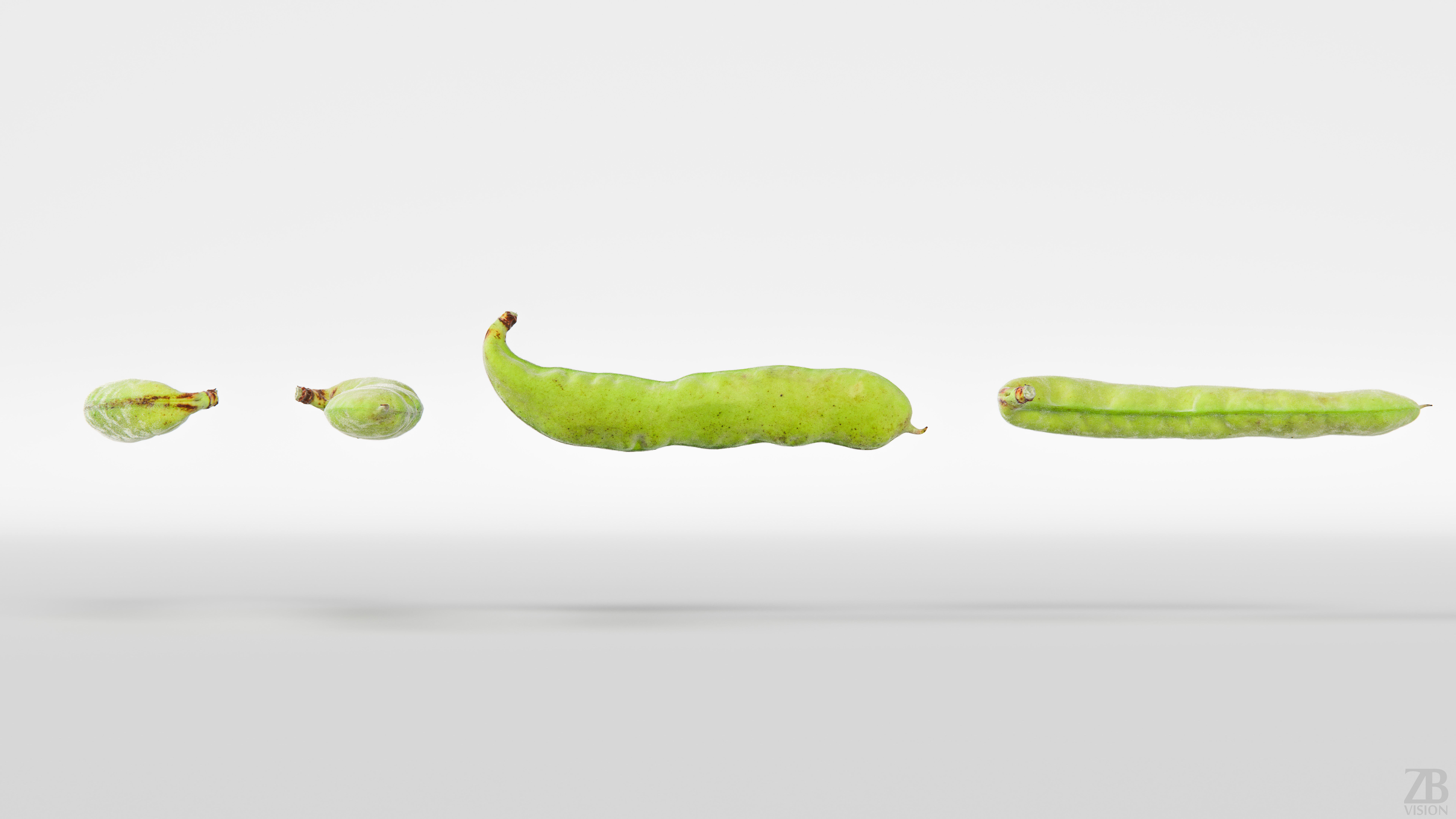 Bean pod 3D model_4
