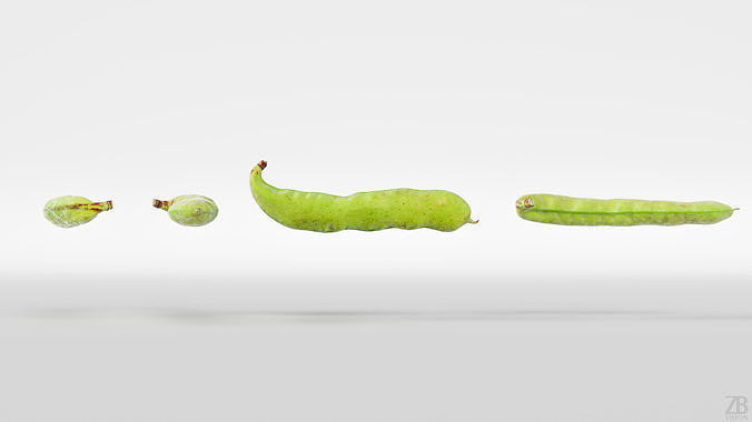Bean pod 3D model 5