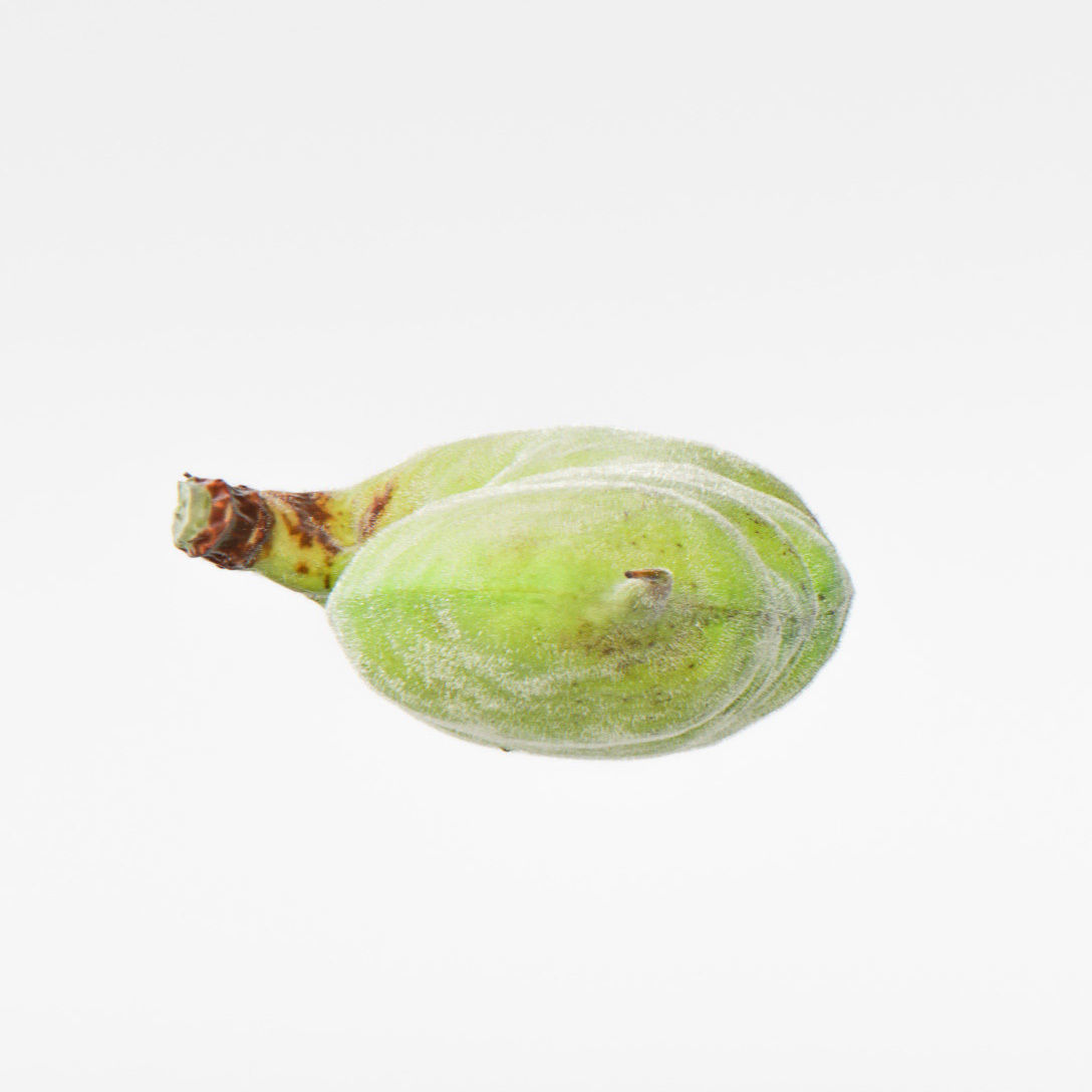 Bean pod 3D model_8