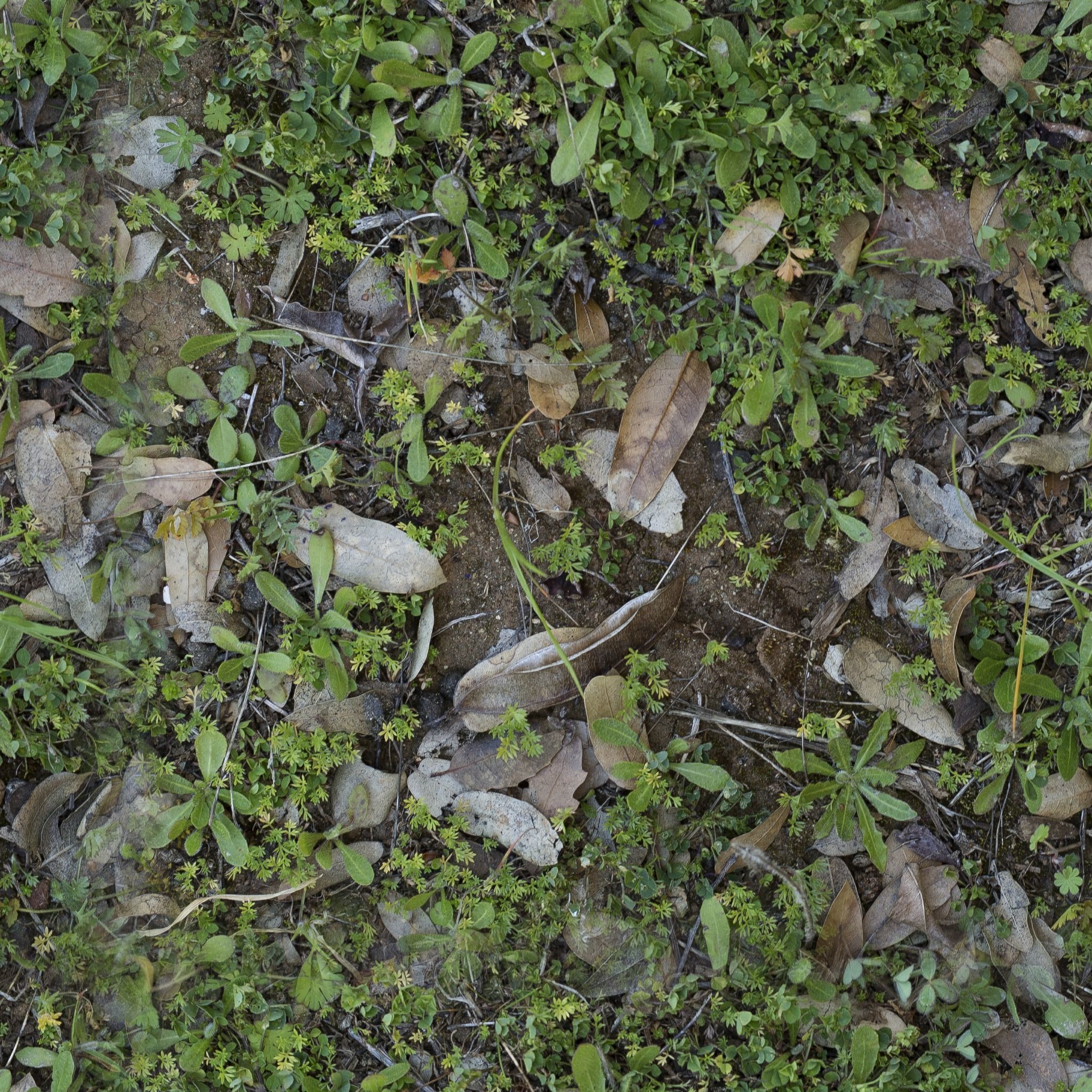 Low Vegetation 8 Texture_3