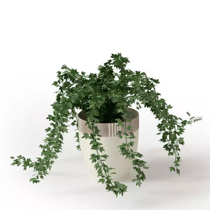 Potted House Plant 3D model_0