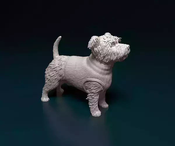 West highland white terrier in jacket