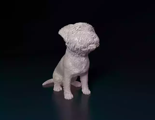 West highland white terrier sitting