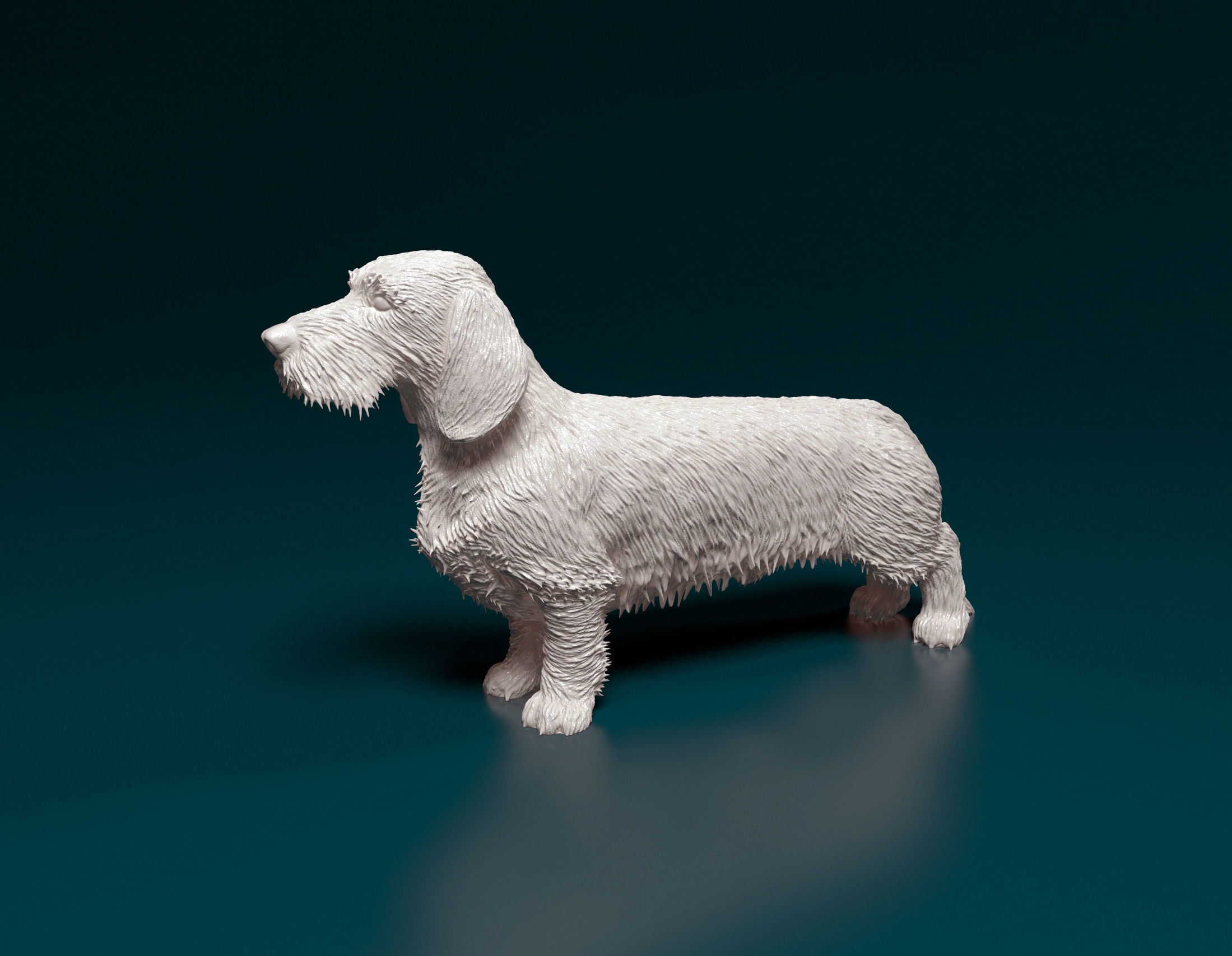 Dachshund Wire-haired  3D print model_5