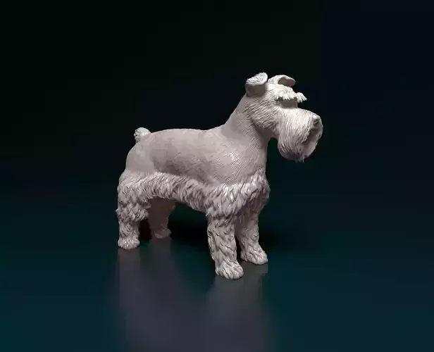 Zwergschnauzer 