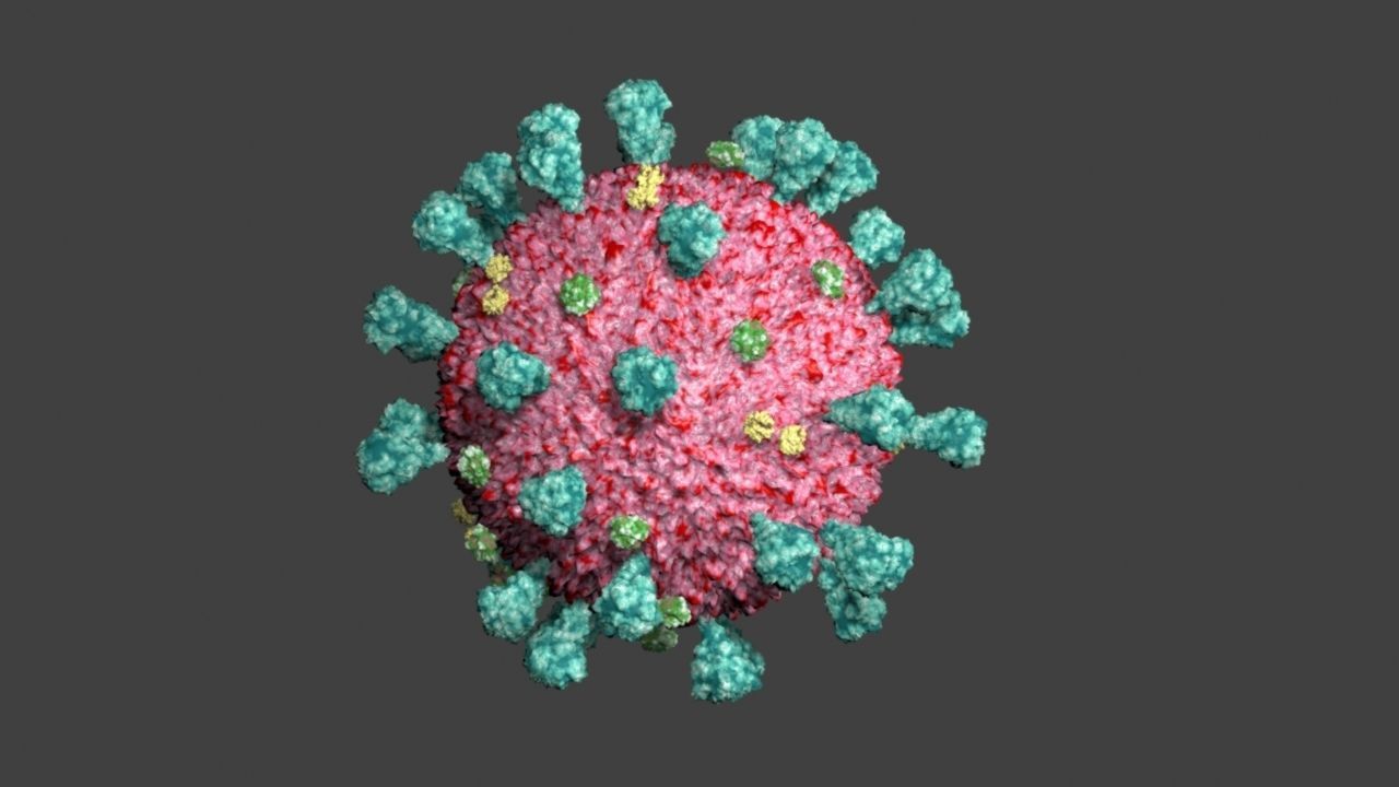 Covid-19 coronavirus 3D model_4