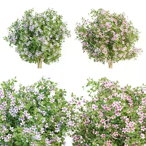 flowering bushes collection vol 50 3D model
