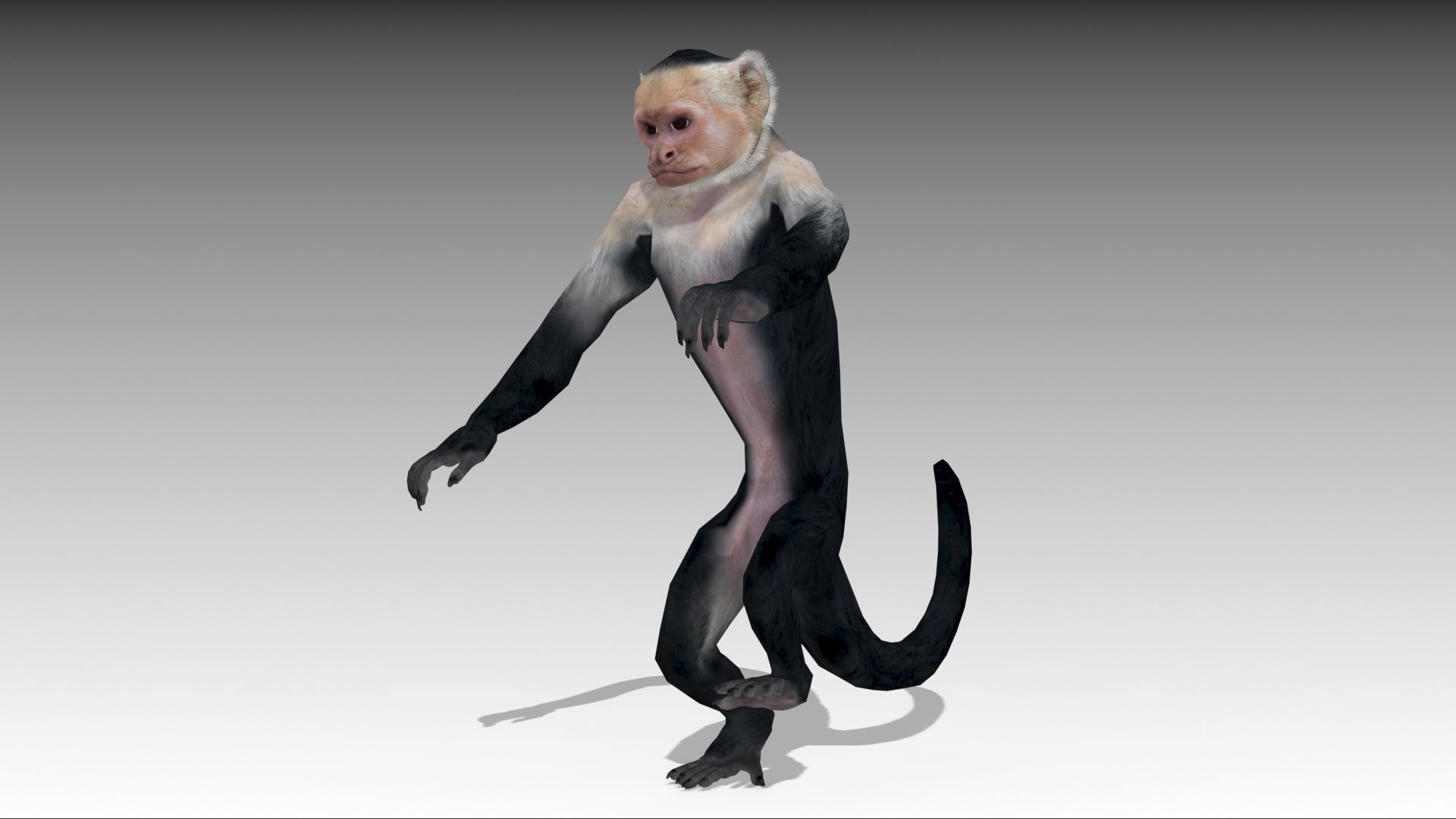 Capuchin Monkey Low-poly 3D model_6