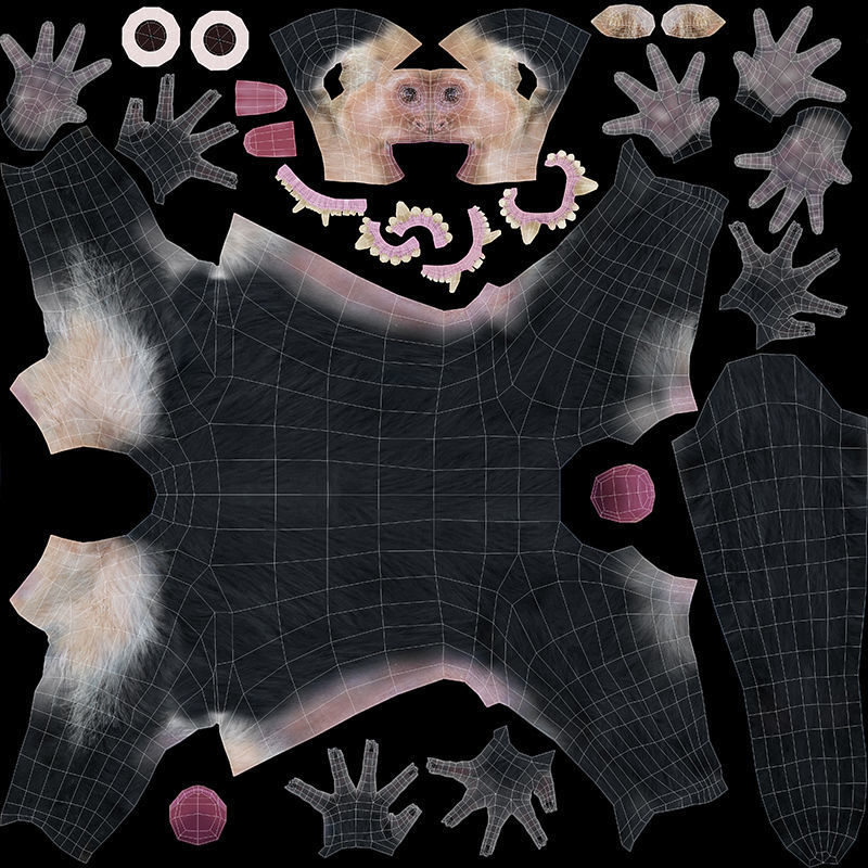 Capuchin Monkey Low-poly 3D model_14