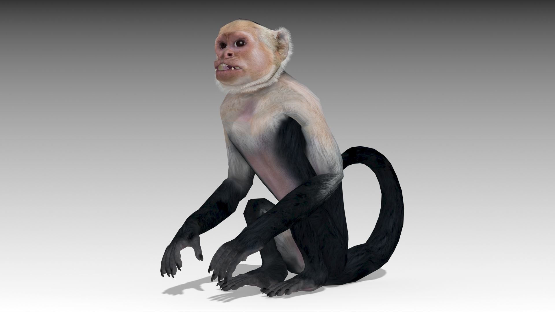 Capuchin Monkey Low-poly 3D model_4