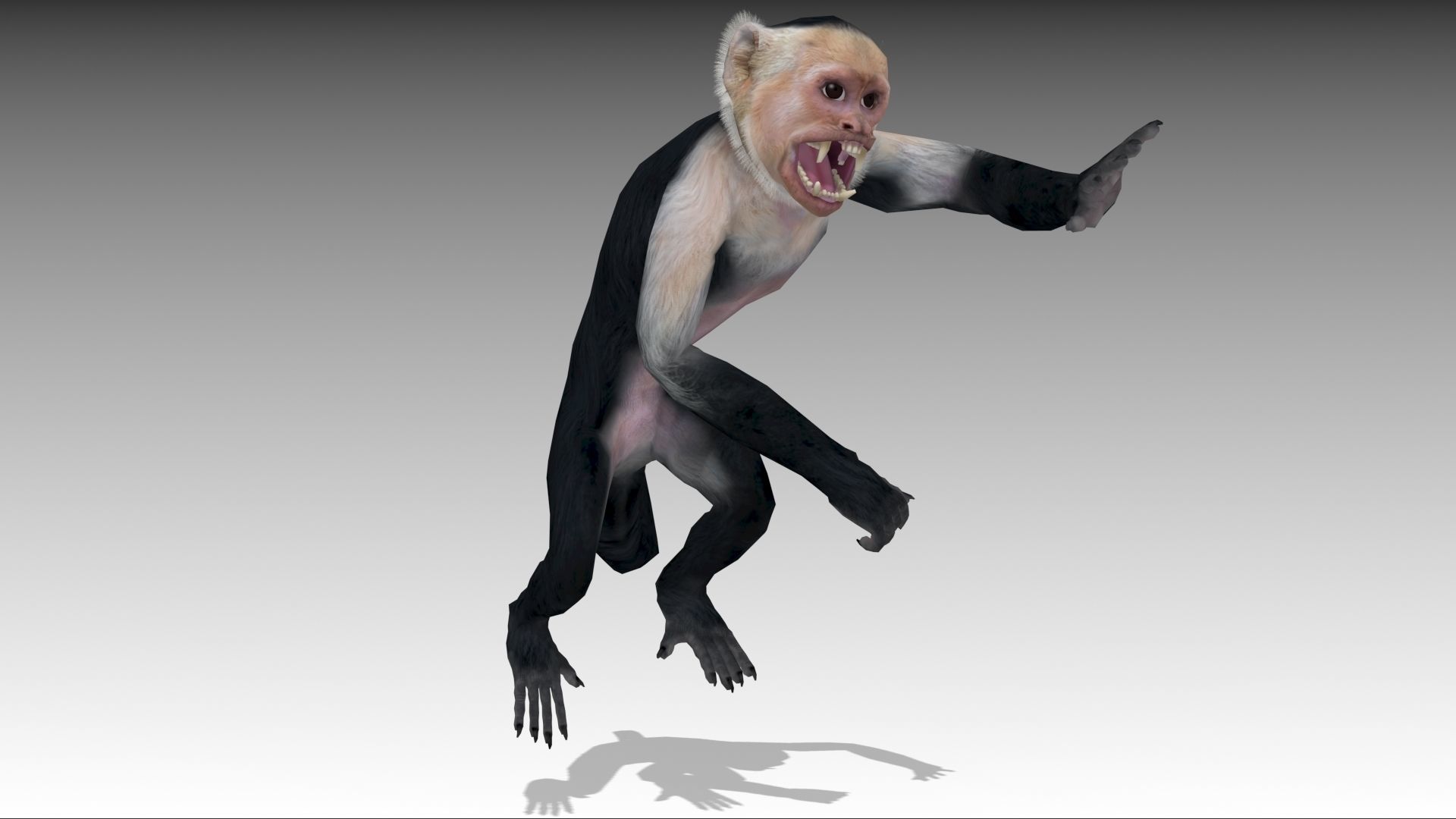 Capuchin Monkey Low-poly 3D model_5