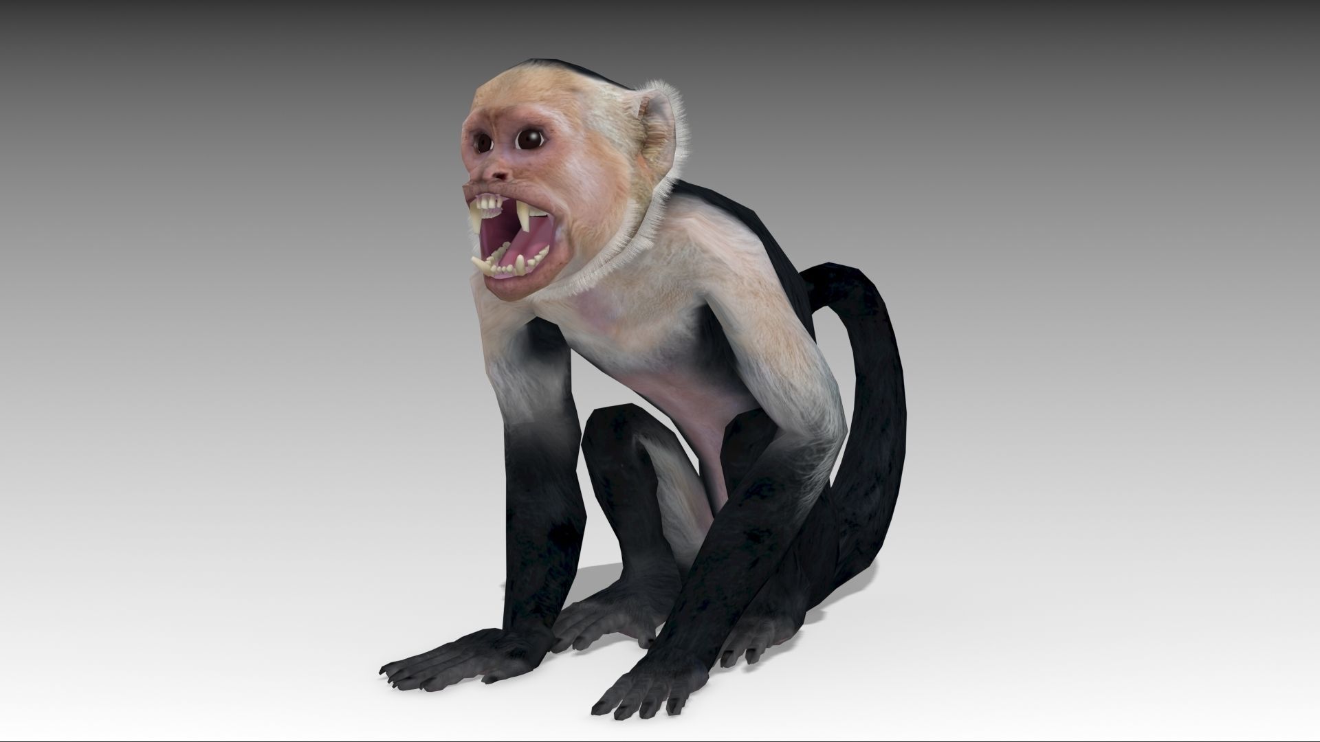 Capuchin Monkey Low-poly 3D model_2