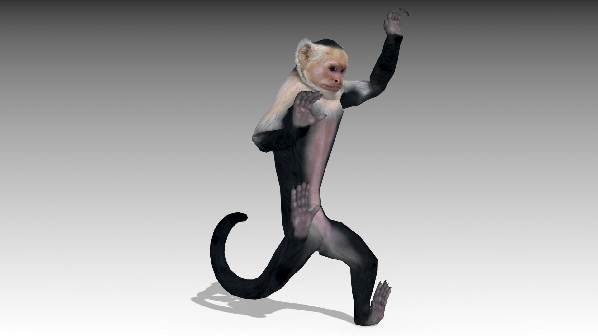 Capuchin Monkey Low-poly 3D model_7