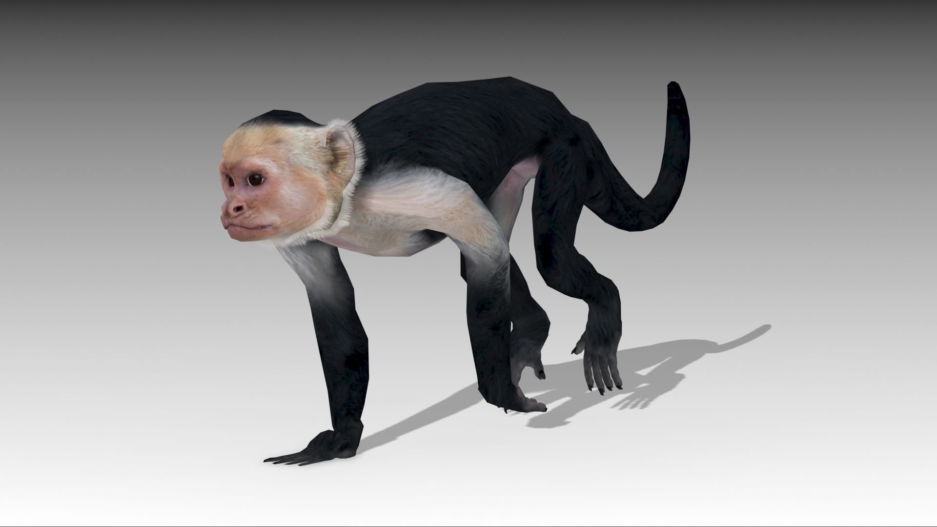 Capuchin Monkey Low-poly 3D model_9